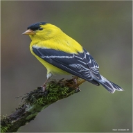 Bir Sırdır seslichat